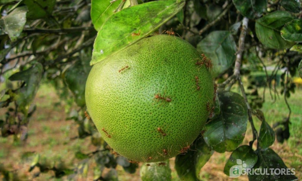 Formigas em plantas frutíferas